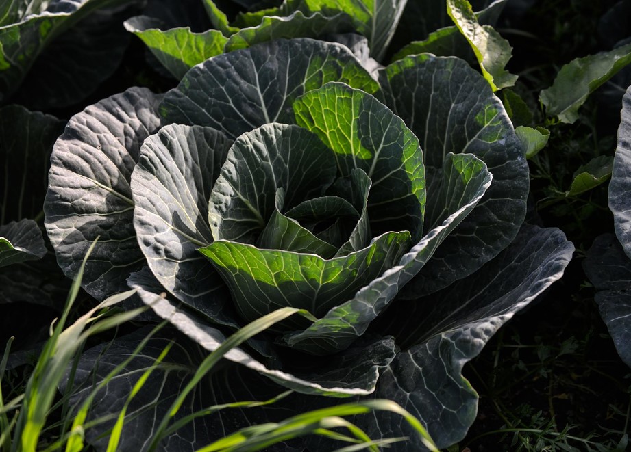 Cabbage in Uganda ADAMA East Africa